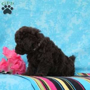 Chess, Toy Poodle Puppy